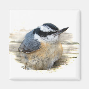 Röd-bröstad nuthatch magnet