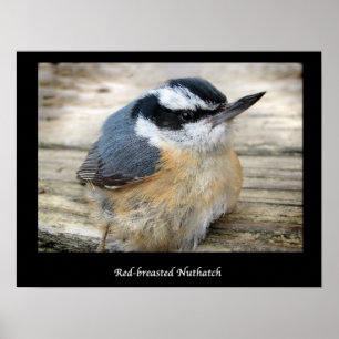 Röd-bröstad nuthatch poster