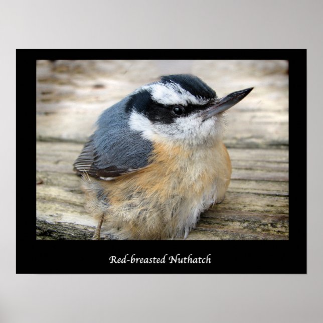 Röd-bröstad nuthatch poster (Framsidan)