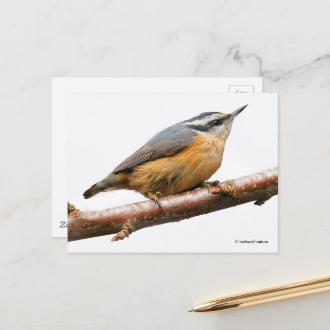 Röd-bröstad nuthatch Songbird på Gren Vykort (Fram/Back In Situ)