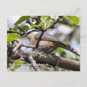 Röd-bröstad nuthatch vykort