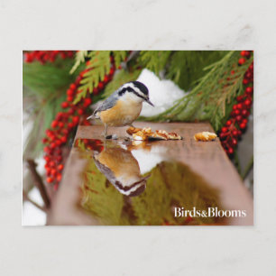 Röd-bröstad nuthatch vykort