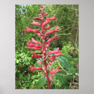 Röd Buckeye Poster