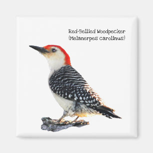 Röd-Buktad hackspett Magnet