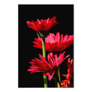 Röd Burgundy Gerber daisy Fototryck