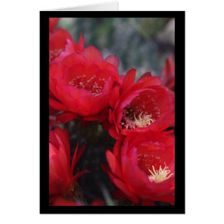 Röd cactus bloom hälsningskort