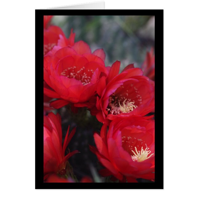 Röd cactus bloom hälsningskort (Framsidan)