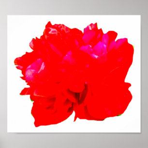 Röd Camelia pop Poster