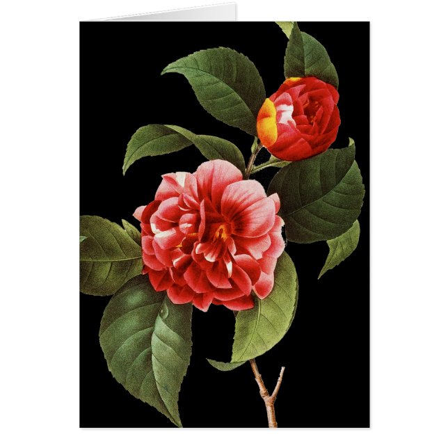 Röd Camellia, 1833 OBS Kort (Framsidan)