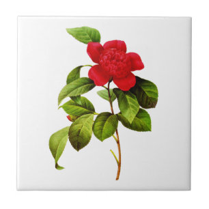 Röd Camellia av Pierre Joseph Redoute Kakelplatta