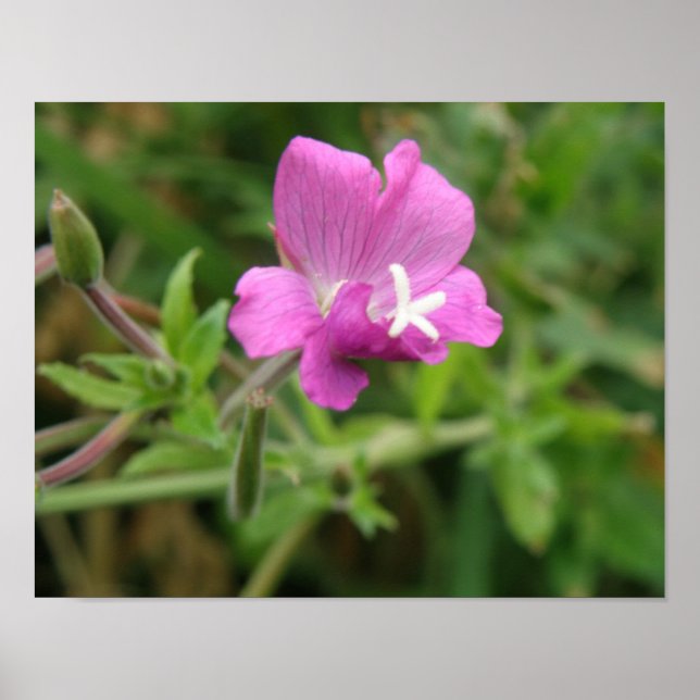 Röd campion vildblomma tryck (Framsidan)