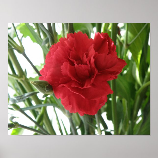 Röd Carnation-utskrift Poster (Framsidan)