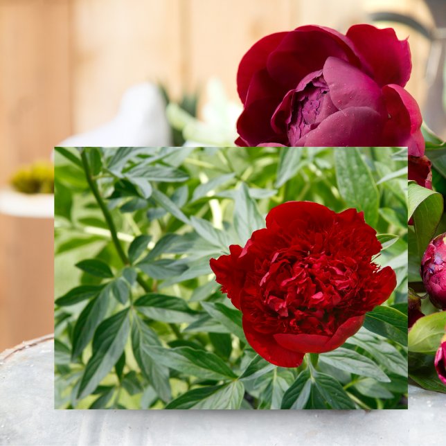 Röd Charm Peony vykort (Capture timeless elegance with this Red Charm Peony, perfect for any nature lover.)
