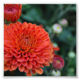Röd Chrysanthemum Fototryck