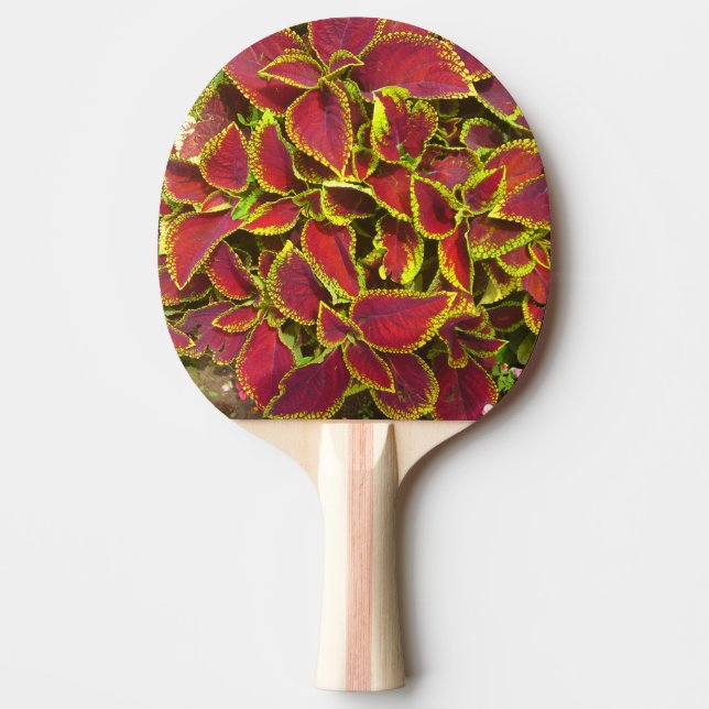 Röd Coleus Blomma Pingis Rack (Framsidan)