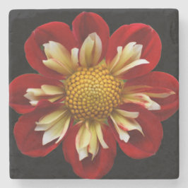 Röd Collarette Dahlia på Svart Blomma Stenunderlägg