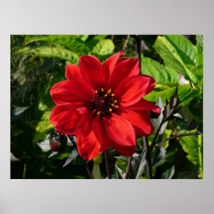 Röd Dahlia (biskop av Llandaff) II Poster
