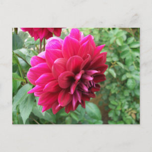 röd dahlia-blomma, knopp, foto, grönt, cycromene inbjudan vykort