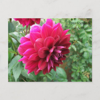 röd dahlia-blomma, knopp, foto, grönt, cycromene vykort
