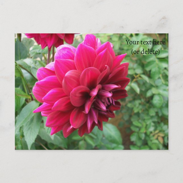 röd dahlia-blomma, knopp, foto, grönt, cycromene vykort (Framsida)