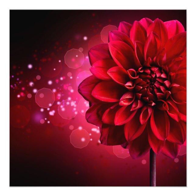 Röd Dahlia Fototryck (Framsidan)