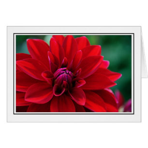 Röd Dahlia Hälsningskort