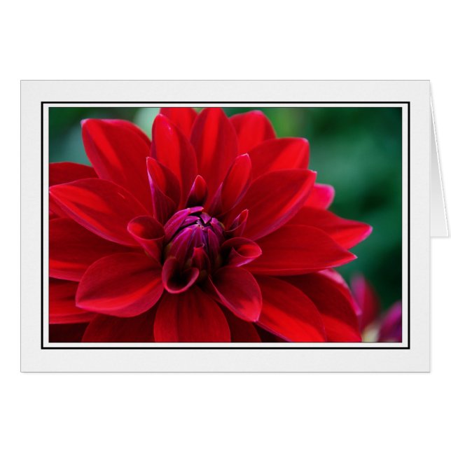 Röd Dahlia Hälsningskort (Framsidan Horizontal)