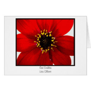 Röd Dahlia Hälsningskort