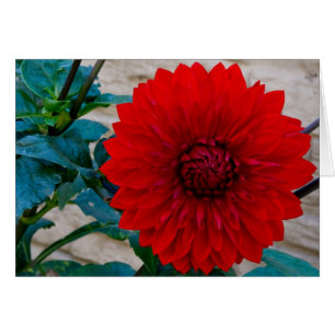 Röd Dahlia OBS Kort