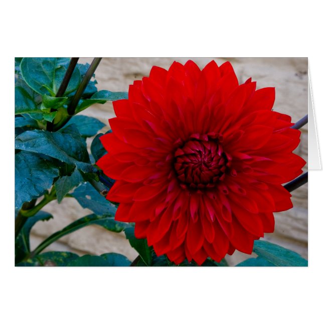 Röd Dahlia OBS Kort (Framsidan Horizontal)