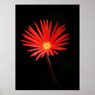 Röd Daisy blomma Poster