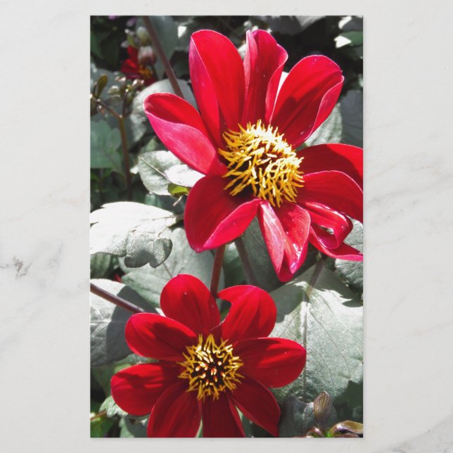 röd daisy/daisy blommor brevpapper (Framsida)