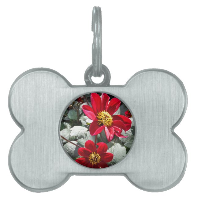 röd daisy/daisy blommor ID-bricka husdjur (Framsidan)