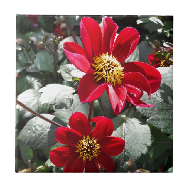 röd daisy/daisy blommor kakelplatta (Framsidan)