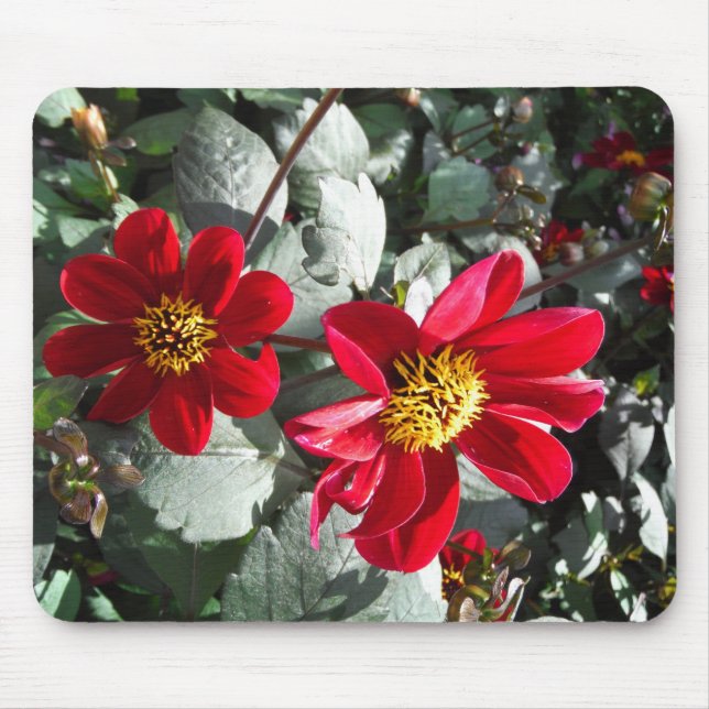 röd daisy/daisy blommor musmatta (Framsidan)