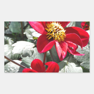 röd daisy/daisy blommor rektangulärt klistermärke