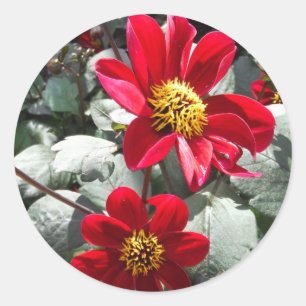 röd daisy/daisy blommor runt klistermärke