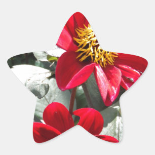 röd daisy/daisy blommor stjärnformat klistermärke