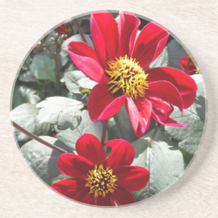 röd daisy/daisy blommor underlägg