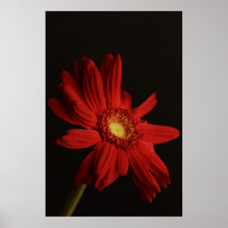 Röd Daisy {Macro} Poster