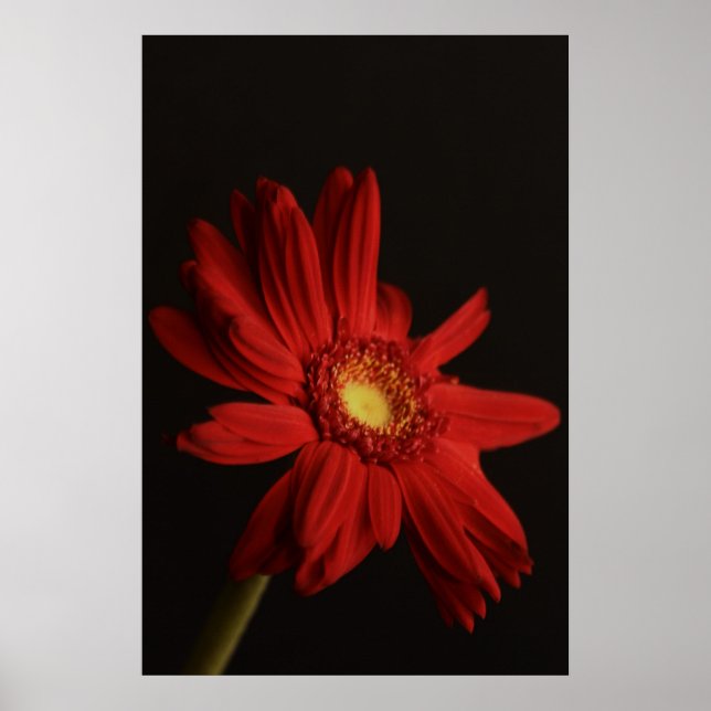 Röd Daisy {Macro} Poster (Framsidan)