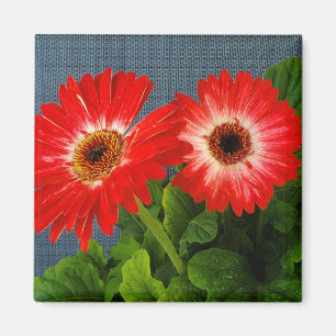 Röd Daisy Magnet
