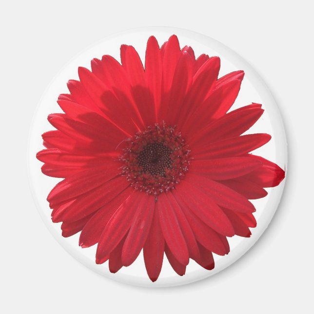 Röd Daisy Magnet (Framsidan)
