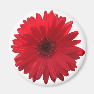 Röd daisymagnet magnet