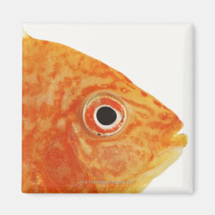 Röd Deaconfisk Magnet