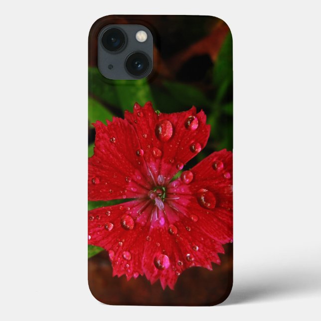 Röd Dianthus med regndroppar (Baksida)