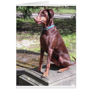 röd doberman hälsningskort