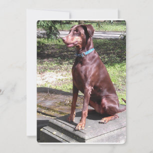 röd doberman.png