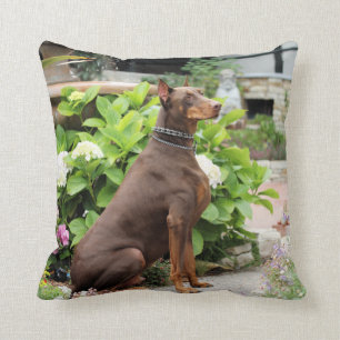 Röd Doberman - - som är stenig - Carmel Kudde