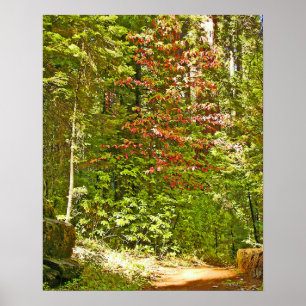 Röd Dogwood Poster